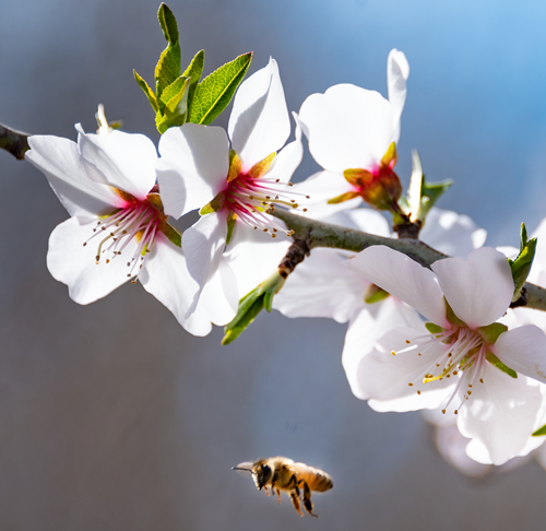 Honeybee flying next to branch of almond blossoms.