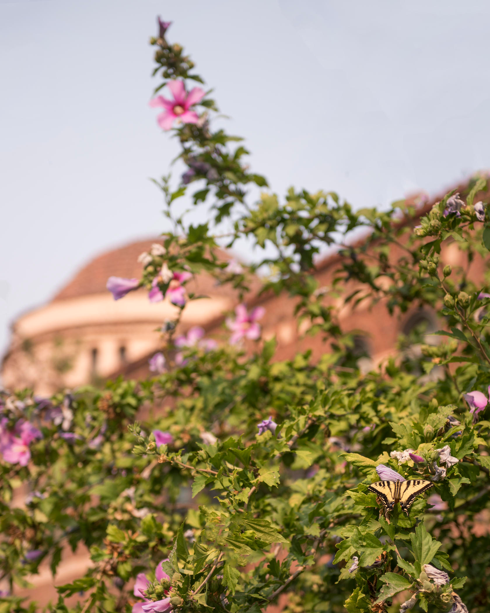 A butterfly lands among the hibiscus near Laxson Auditorium and Kendall Hall.