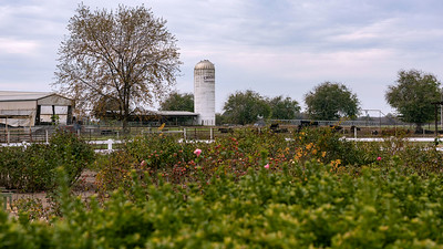 University Farm with cows