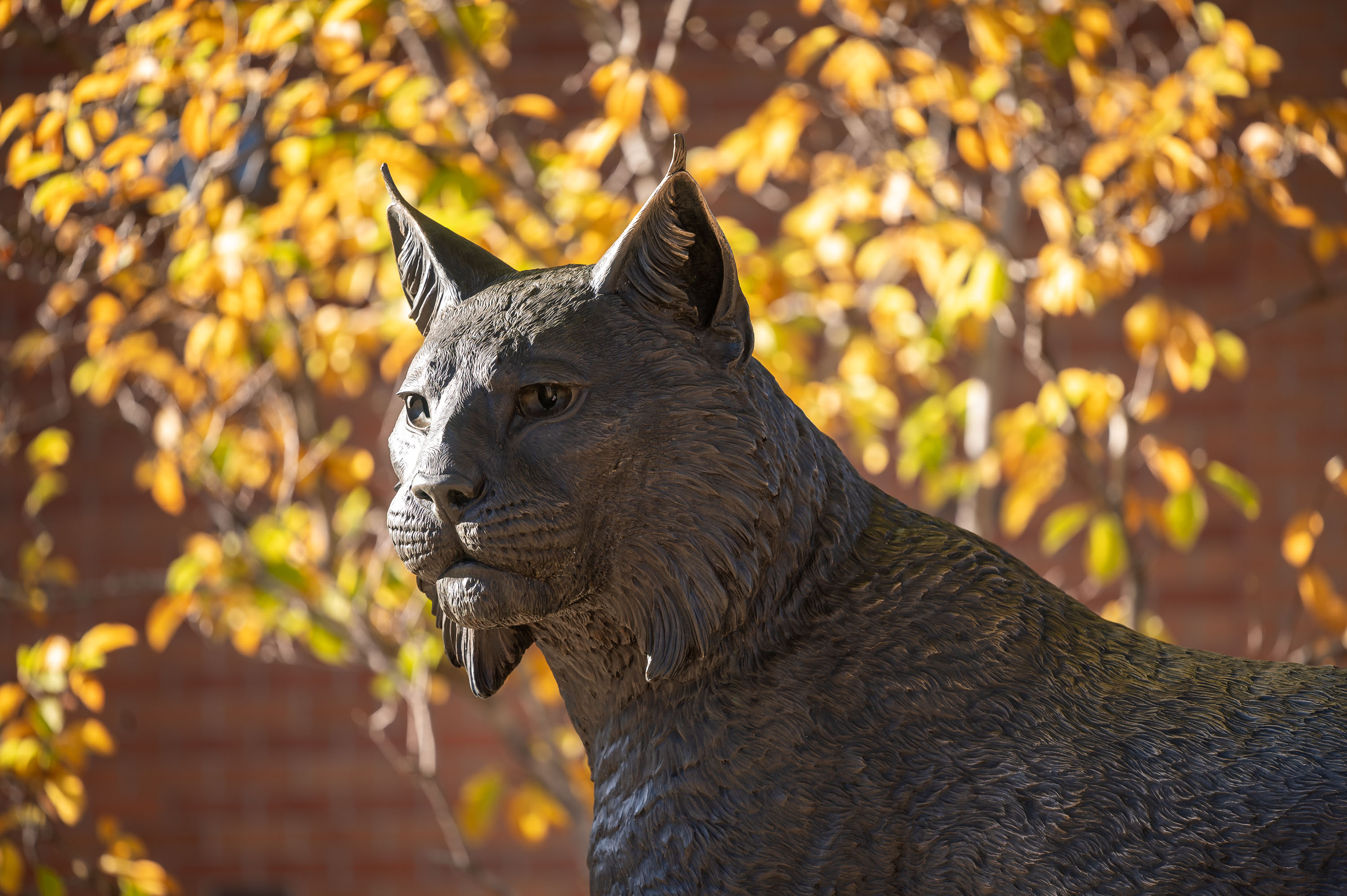 A view of the Chico State statue, Rue, with yellow, golden leaves behind it. 
