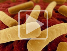 Fecal Matter Transplant as a Means of Restoring a Healthy Gut Flora