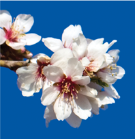 Spring almond blossom