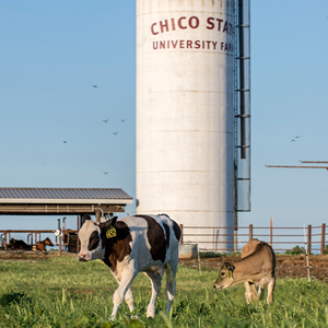 Photo of cows and grain silo at the Chico State Farm