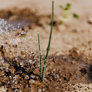 Photo of grass sprout being watered in the soil.