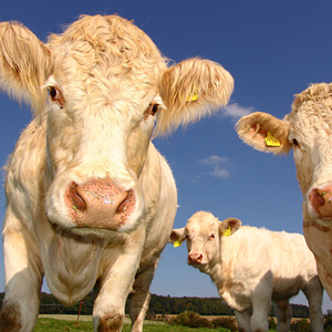 Up-close photo of cows looking into the camera.