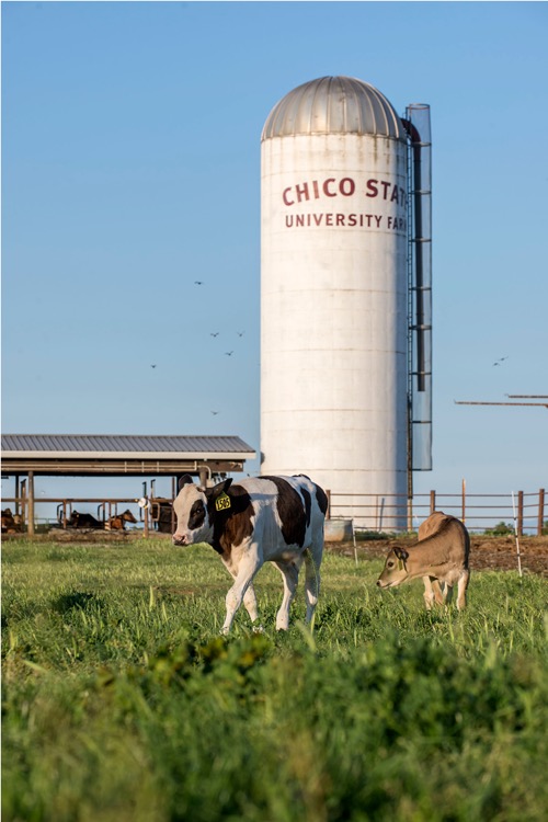 Chico State Farm Silo and Grazing Cows