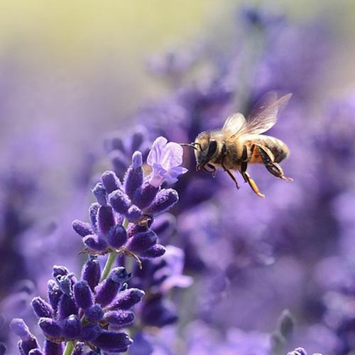Photo of bee next to stem of lavender flowers.
