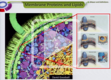 Selectivity of Membrane Proteins Towards Individual Phospholipids